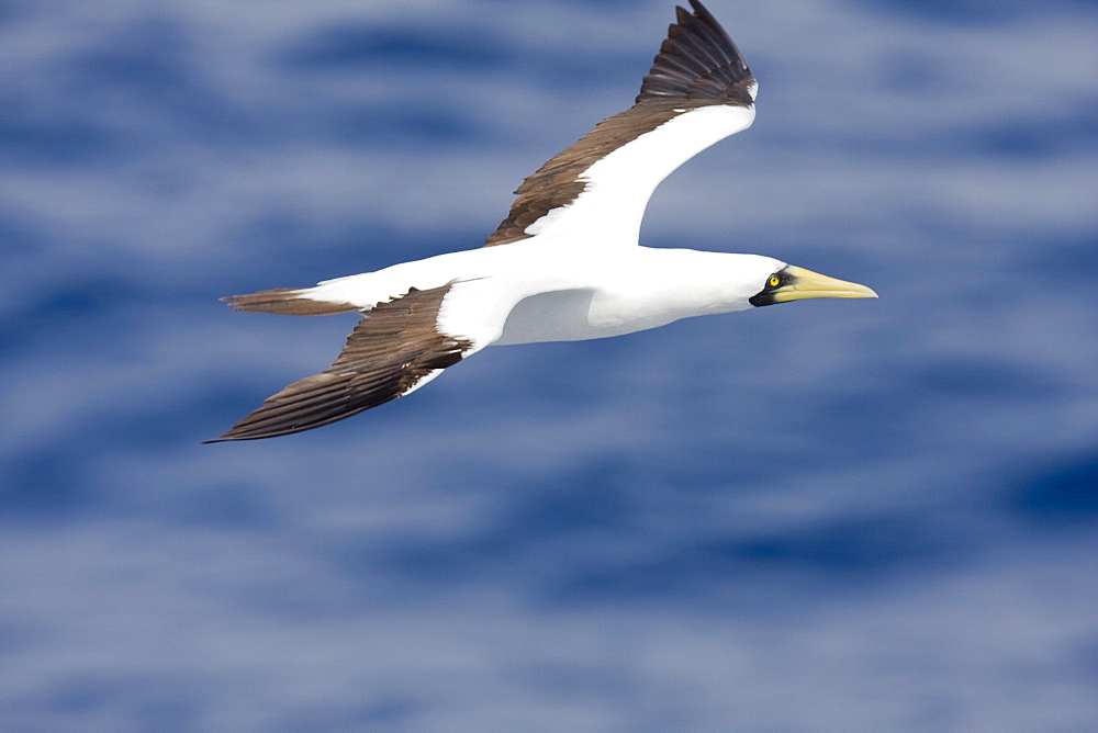 An adult masked booby (Sula dactylatra) following the National Geographic Endeavour in the tropical South Atlantic Ocean off the coast of Brazil