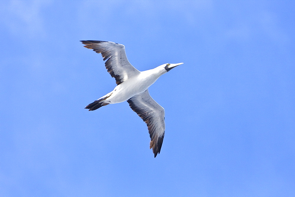 An adult Red-footed booby (Sula sula) following the National Geographic Endeavour in the tropical South Atlantic Ocean off the coast of Brazil