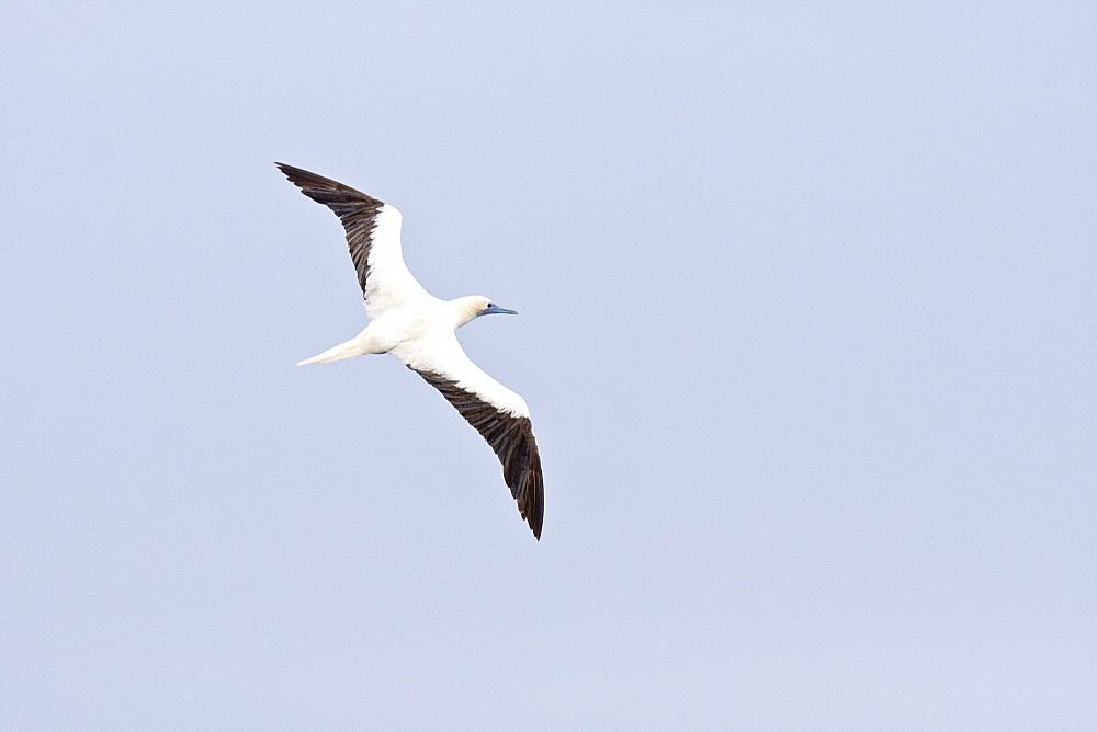 An adult Red-footed booby (Sula sula) following the National Geographic Endeavour in the tropical South Atlantic Ocean off the coast of Brazil