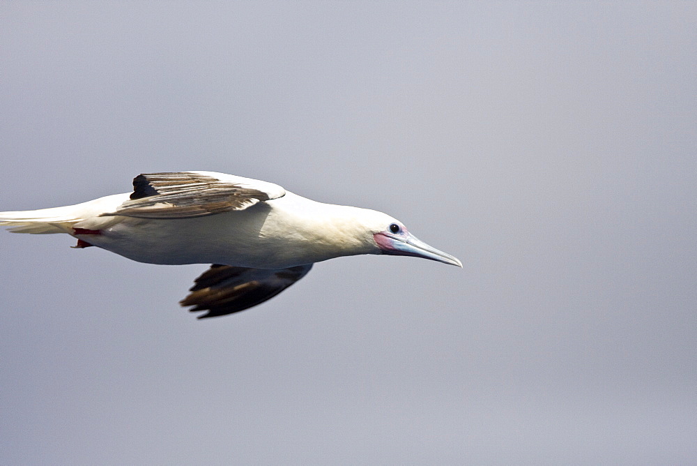 An adult Red-footed booby (Sula sula) following the National Geographic Endeavour in the tropical South Atlantic Ocean off the coast of Brazil