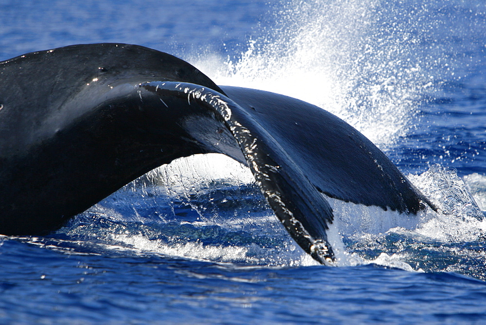 Adult humpback whale (Megaptera novaeangliae) fluke-up dive in the AuAu Channel, Maui, Hawaii, USA. Pacific Ocean.