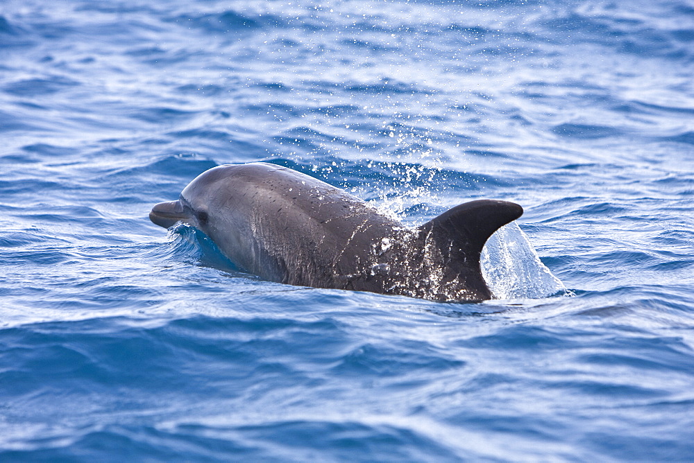 Offshore type bottlenose dolphins (Tursiops truncatus) surfacing near Porto Novo, Santo Antao, Cape Verde Islands, Atlantic Ocean