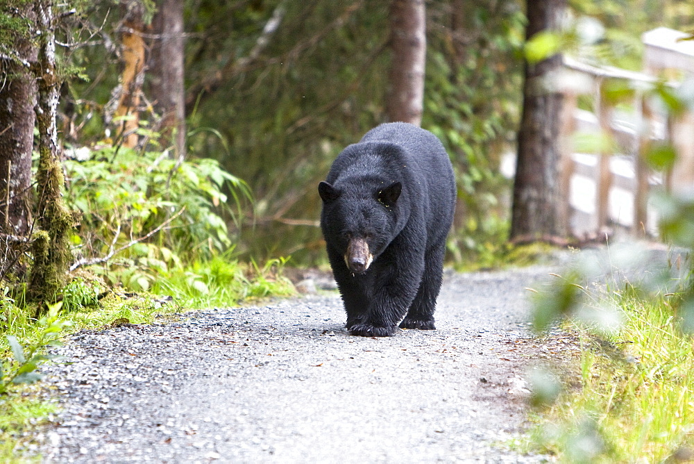 A young black bear (Ursus americanus) foraging near Mendenhall Glacier Park just outside of Juneau, on the Alaska mainland in Southeast Alaska, USA, Pacific Ocean