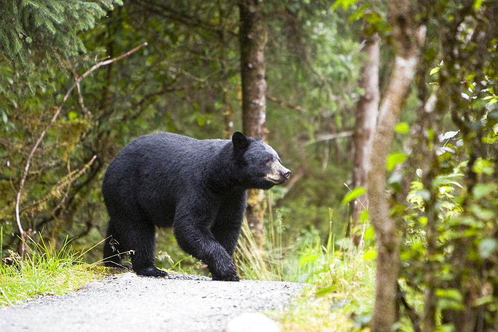 A young black bear (Ursus americanus) foraging near Mendenhall Glacier Park just outside of Juneau, on the Alaska mainland in Southeast Alaska, USA, Pacific Ocean