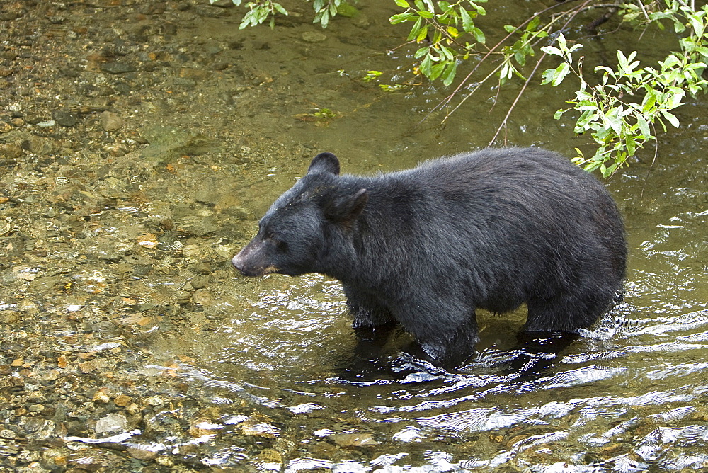 A young black bear (Ursus americanus) foraging near Mendenhall Glacier Park just outside of Juneau, on the Alaska mainland in Southeast Alaska, USA, Pacific Ocean