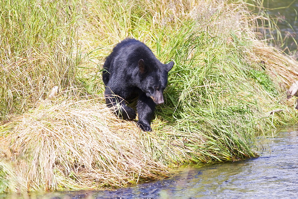 A young black bear (Ursus americanus) foraging near Mendenhall Glacier Park just outside of Juneau, on the Alaska mainland in Southeast Alaska, USA, Pacific Ocean