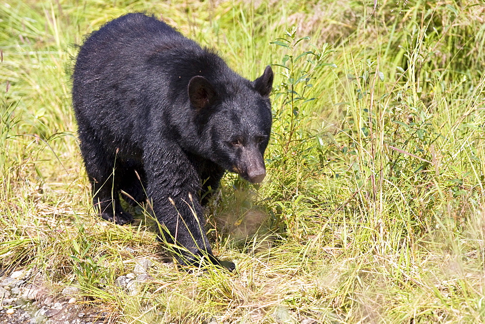 A young black bear (Ursus americanus) foraging near Mendenhall Glacier Park just outside of Juneau, on the Alaska mainland in Southeast Alaska, USA. Pacific Ocean