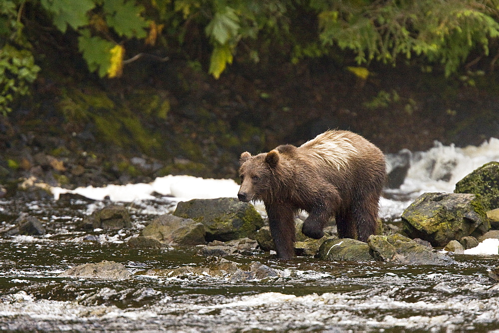 A young Brown Bear (Ursus arctos) fishing for pink salmon near the salmon weir at Pavlof Harbor on Chichagof Island in Southeast Alaska, USA. Pacific Ocean