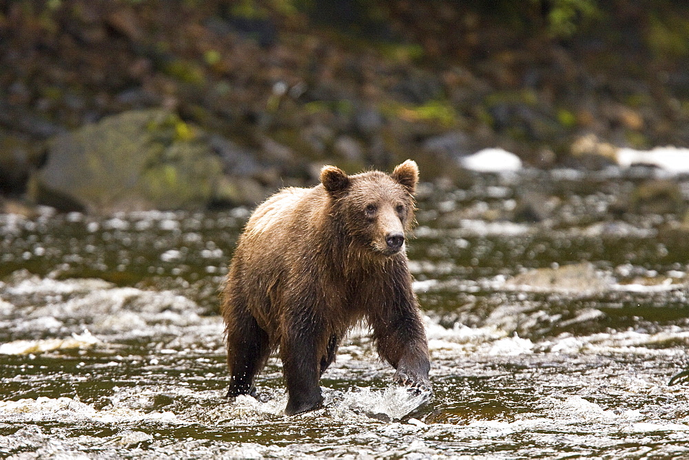 A young Brown Bear (Ursus arctos) fishing for pink salmon near the salmon weir at Pavlof Harbor on Chichagof Island in Southeast Alaska, USA. Pacific Ocean