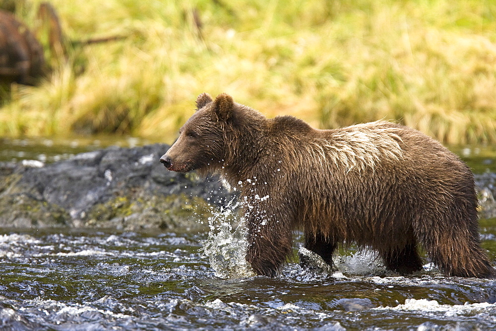 A young Brown Bear (Ursus arctos) fishing for pink salmon near the salmon weir at Pavlof Harbor on Chichagof Island in Southeast Alaska, USA. Pacific Ocean