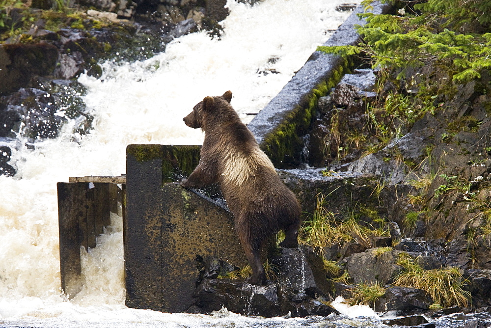 A young Brown Bear (Ursus arctos) fishing for pink salmon near the salmon weir at Pavlof Harbor on Chichagof Island in Southeast Alaska, USA. Pacific Ocean