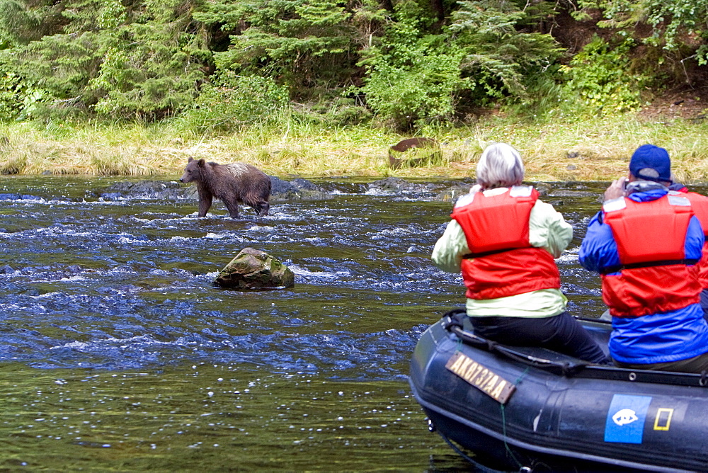 A young Brown Bear (Ursus arctos) fishing for pink salmon near the salmon weir at Pavlof Harbor on Chichagof Island in Southeast Alaska, USA. Pacific Ocean