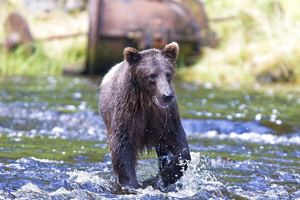 A young Brown Bear (Ursus arctos) fishing for pink salmon near the salmon weir at Pavlof Harbor on Chichagof Island in Southeast Alaska, USA. Pacific Ocean