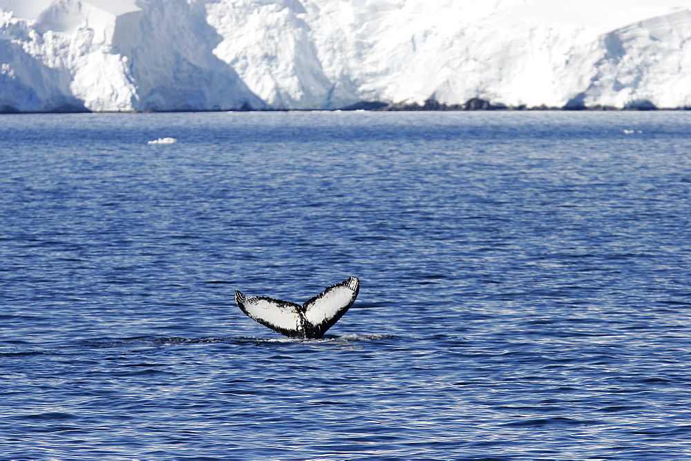 Adult humpback whale (Megaptera novaeangliae) fluke-up dive near the Antarctic Peninsula.