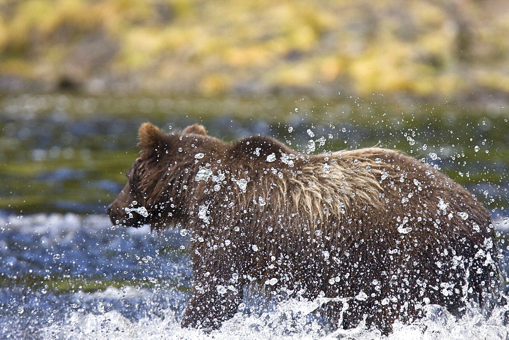 A young Brown Bear (Ursus arctos) fishing for pink salmon near the salmon weir at Pavlof Harbor on Chichagof Island in Southeast Alaska, USA. Pacific Ocean