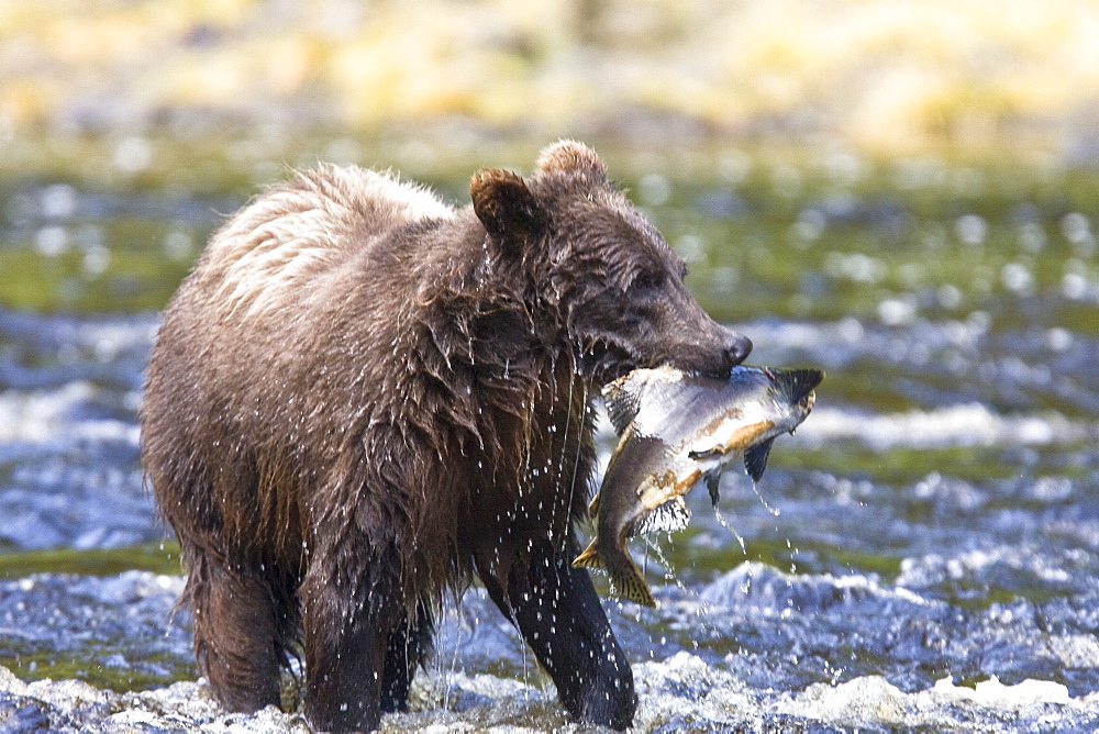 A young Brown Bear (Ursus arctos) fishing for pink salmon near the salmon weir at Pavlof Harbor on Chichagof Island in Southeast Alaska, USA. Pacific Ocean