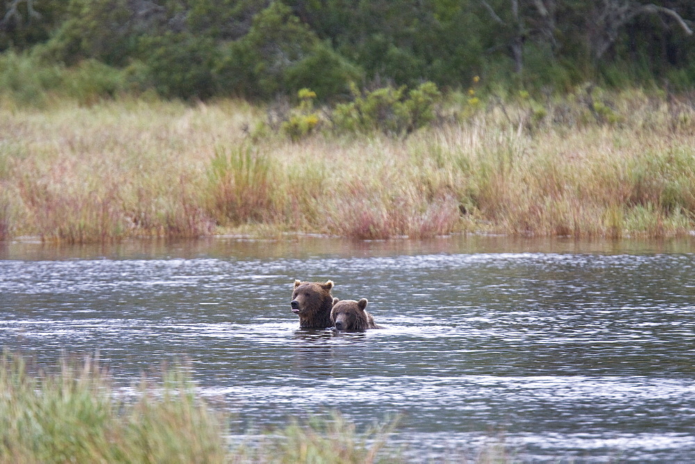 Adult brown bear (Ursus arctos) foraging for dying sockeye salmon at the Brooks River in Katmai National Park near Bristol Bay, Alaska, USA. Pacific Ocean