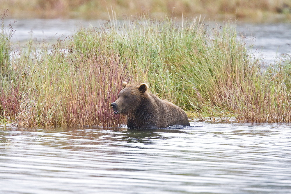 Adult brown bear (Ursus arctos) foraging for dying sockeye salmon at the Brooks River in Katmai National Park near Bristol Bay, Alaska, USA. Pacific Ocean