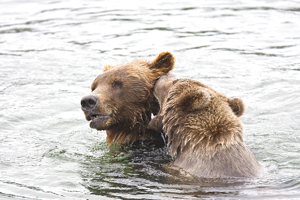 Mother with single cub brown bear (Ursus arctos) playing in the water at the Brooks River in Katmai National Park near Bristol Bay, Alaska, USA. Pacific Ocean