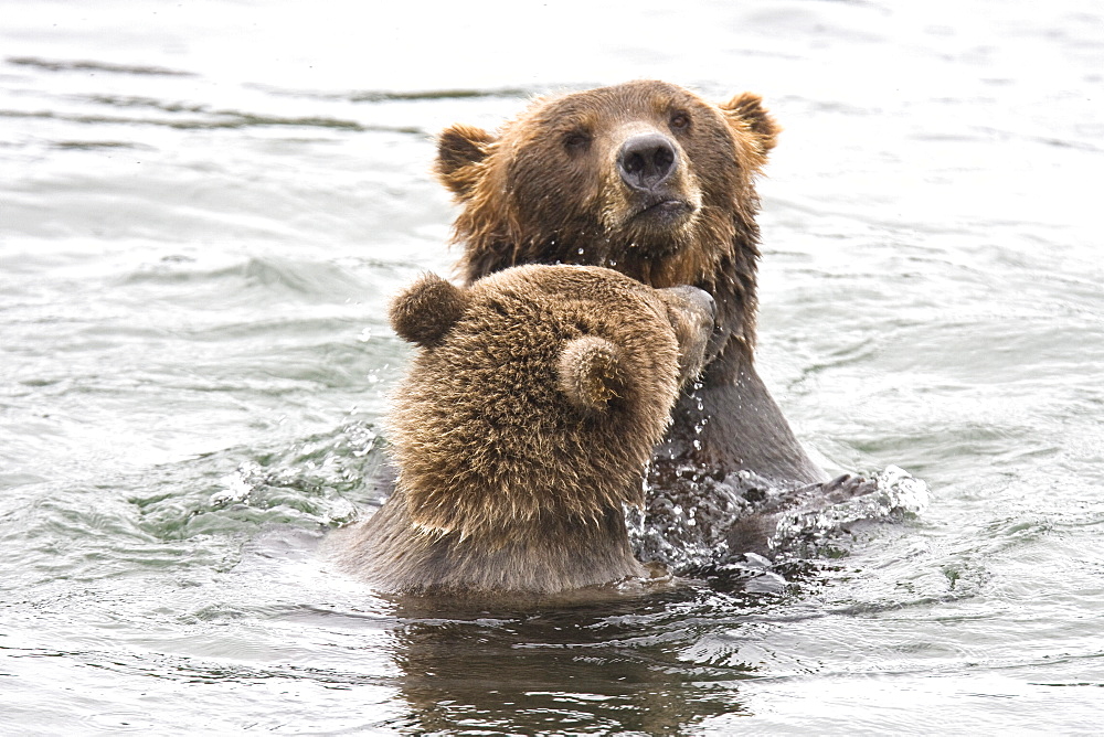 Mother with single cub brown bear (Ursus arctos) playing in the water at the Brooks River in Katmai National Park near Bristol Bay, Alaska, USA. Pacific Ocean