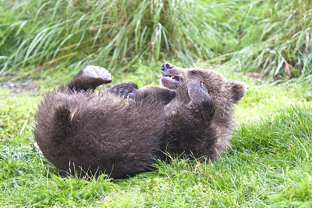 Mother brown bear sow (Ursus arctos) with two cubs at the Brooks River in Katmai National Park near Bristol Bay, Alaska, USA. Pacific Ocean