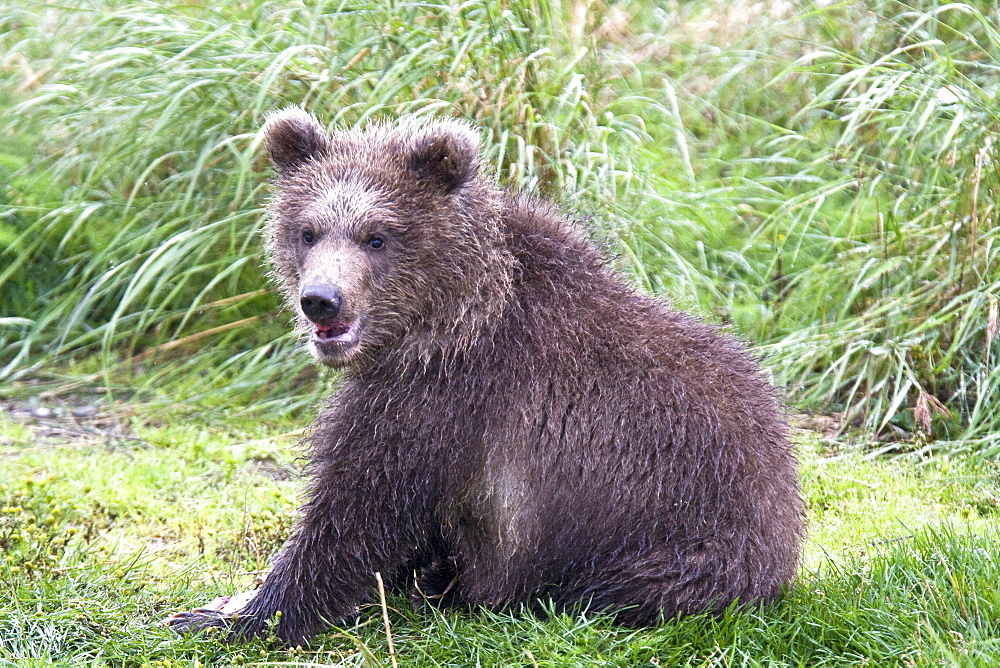 Mother brown bear sow (Ursus arctos) with two cubs at the Brooks River in Katmai National Park near Bristol Bay, Alaska, USA. Pacific Ocean