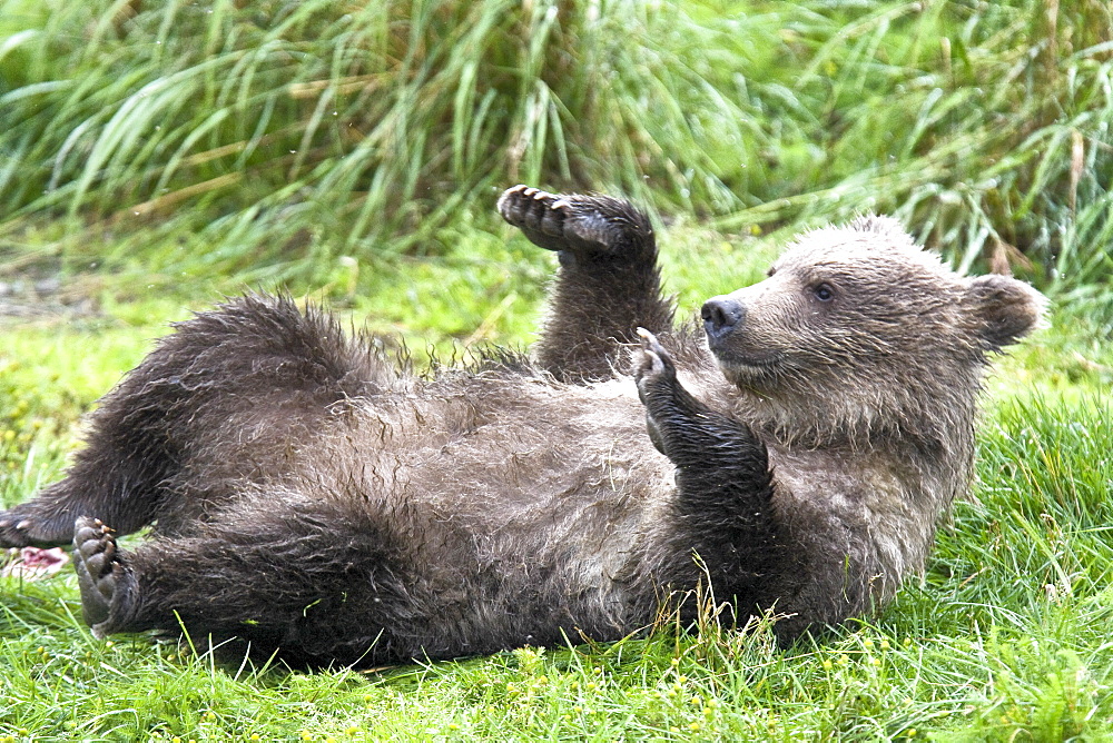 Mother brown bear sow (Ursus arctos) with two cubs at the Brooks River in Katmai National Park near Bristol Bay, Alaska, USA. Pacific Ocean