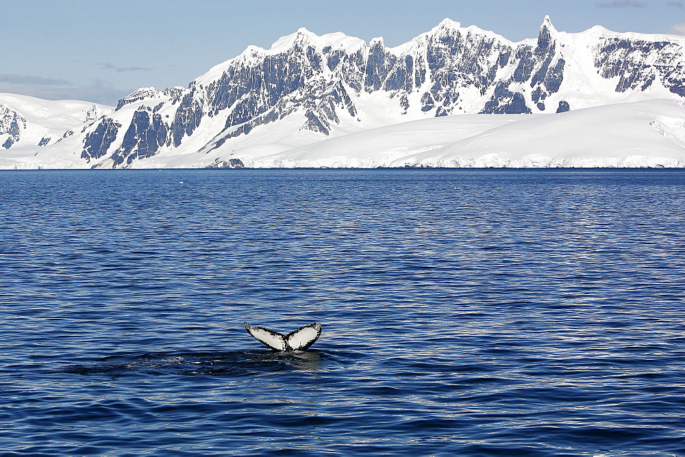 Adult humpback whale (Megaptera novaeangliae) fluke-up dive near the Antarctic Peninsula.