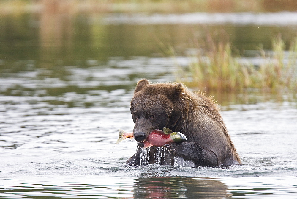 Adult brown bear (Ursus arctos) foraging for dying sockeye salmon at the Brooks River in Katmai National Park near Bristol Bay, Alaska, USA. Pacific Ocean