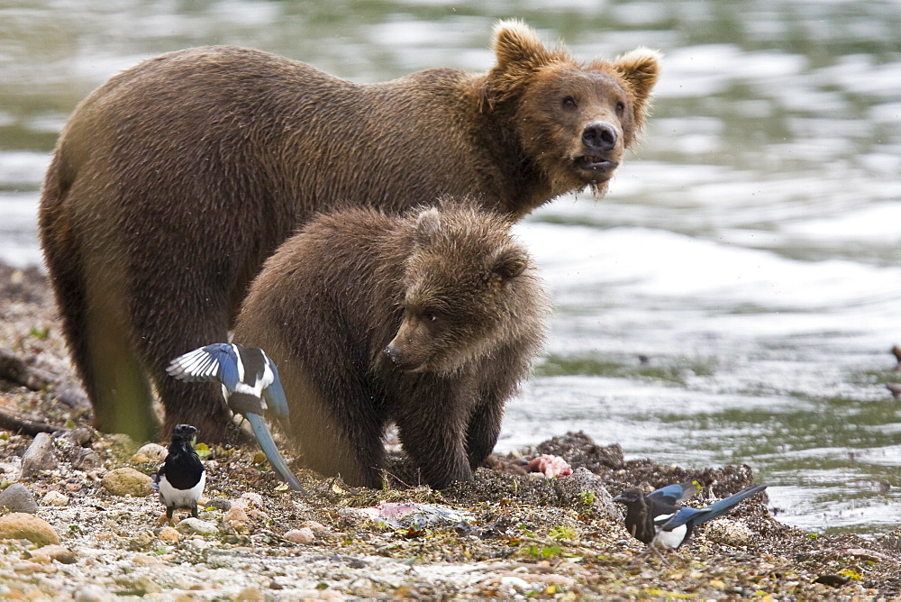 Mother brown bear (Ursus arctos) with cub at the Brooks River in Katmai National Park near Bristol Bay, Alaska, USA. Pacific Ocean