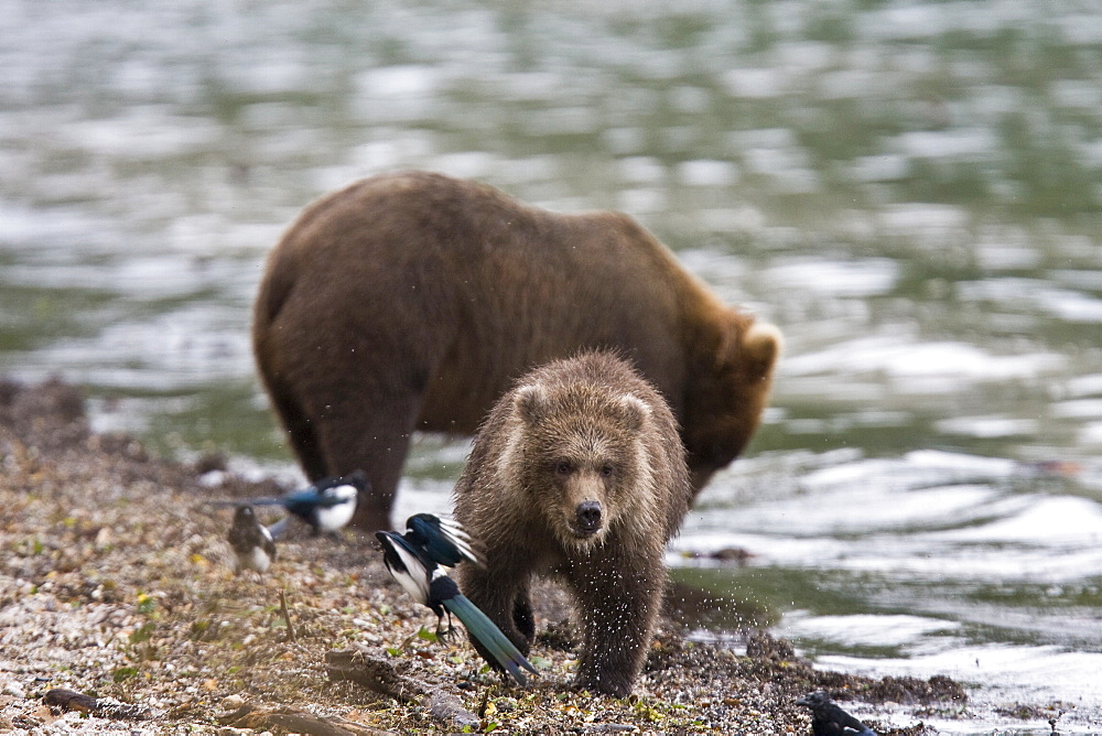 Mother brown bear (Ursus arctos) with cub at the Brooks River in Katmai National Park near Bristol Bay, Alaska, USA. Pacific Ocean