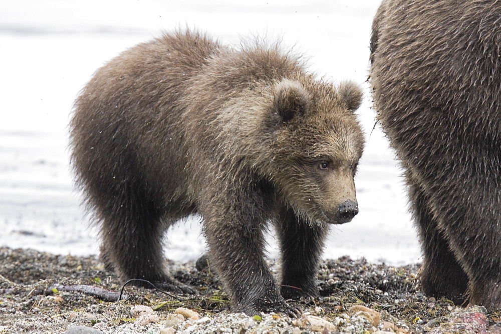 Mother brown bear (Ursus arctos) with cub at the Brooks River in Katmai National Park near Bristol Bay, Alaska, USA. Pacific Ocean