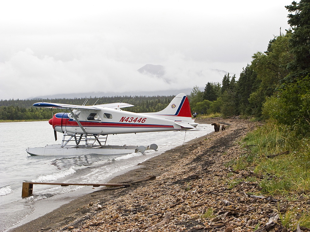 Curious brown bear (Ursus arctos) near float planes at the Brooks River in Katmai National Park near Bristol Bay, Alaska, USA. Pacific Ocean