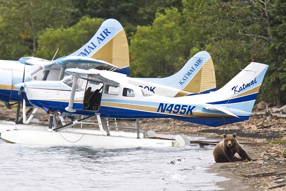 Curious brown bear (Ursus arctos) near float planes at the Brooks River in Katmai National Park near Bristol Bay, Alaska, USA. Pacific Ocean