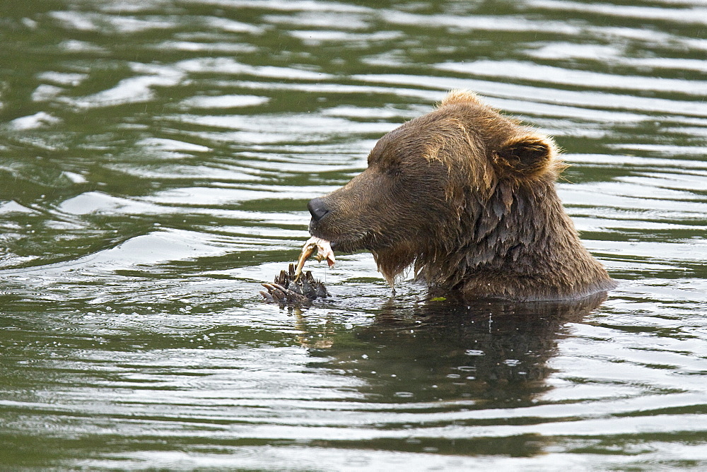 Adult brown bear (Ursus arctos) foraging for dying sockeye salmon at the Brooks River in Katmai National Park near Bristol Bay, Alaska, USA. Pacific Ocean