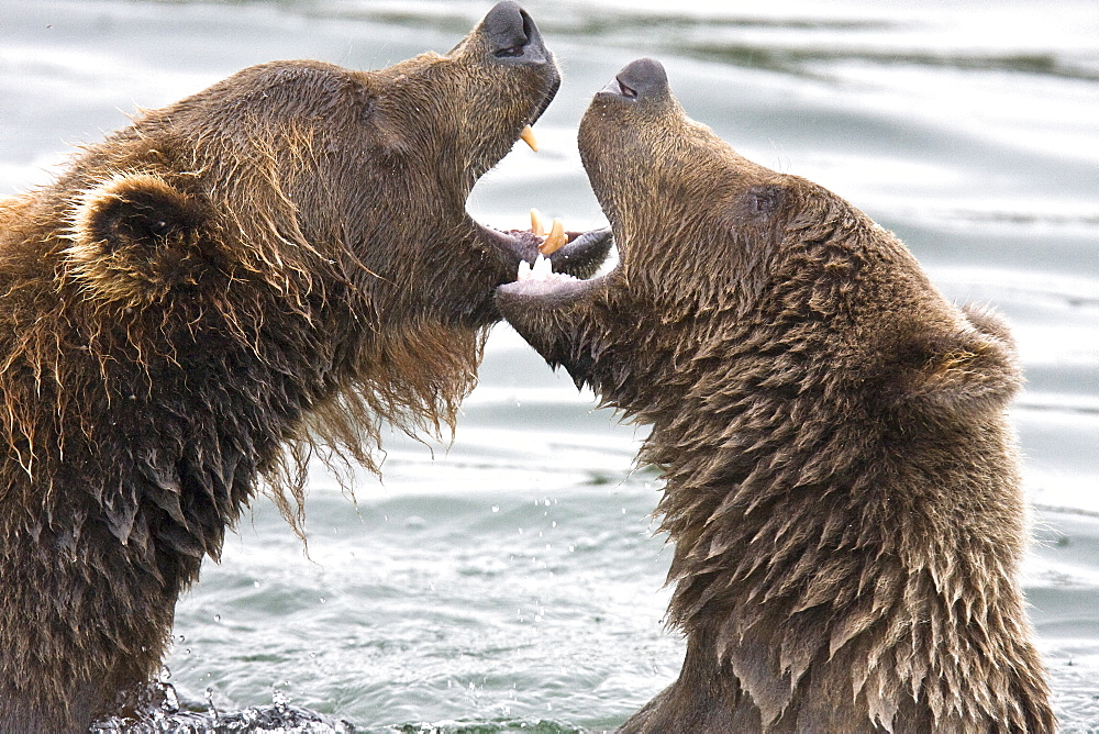 Mother brown bear sow (Ursus arctos) mock fighting with her two-year old cub at the Brooks River in Katmai National Park near Bristol Bay, Alaska, USA. Pacific Ocean