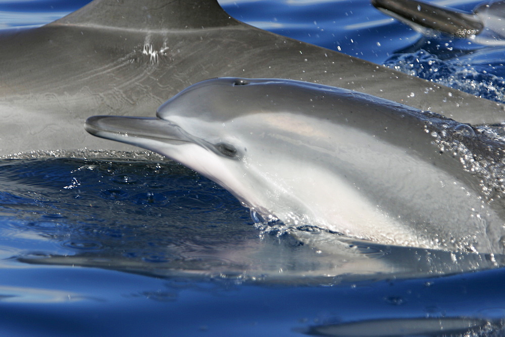 Hawaiian spinner dolphin calf (Stenella longirostris) surfacing at mom's side in the AuAu Channel off the coast of Maui, Hawaii, USA. Pacific Ocean. 