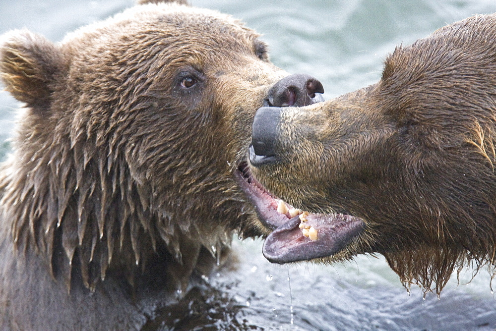 Mother brown bear sow (Ursus arctos) mock fighting with her two-year old cub at the Brooks River in Katmai National Park near Bristol Bay, Alaska, USA. Pacific Ocean