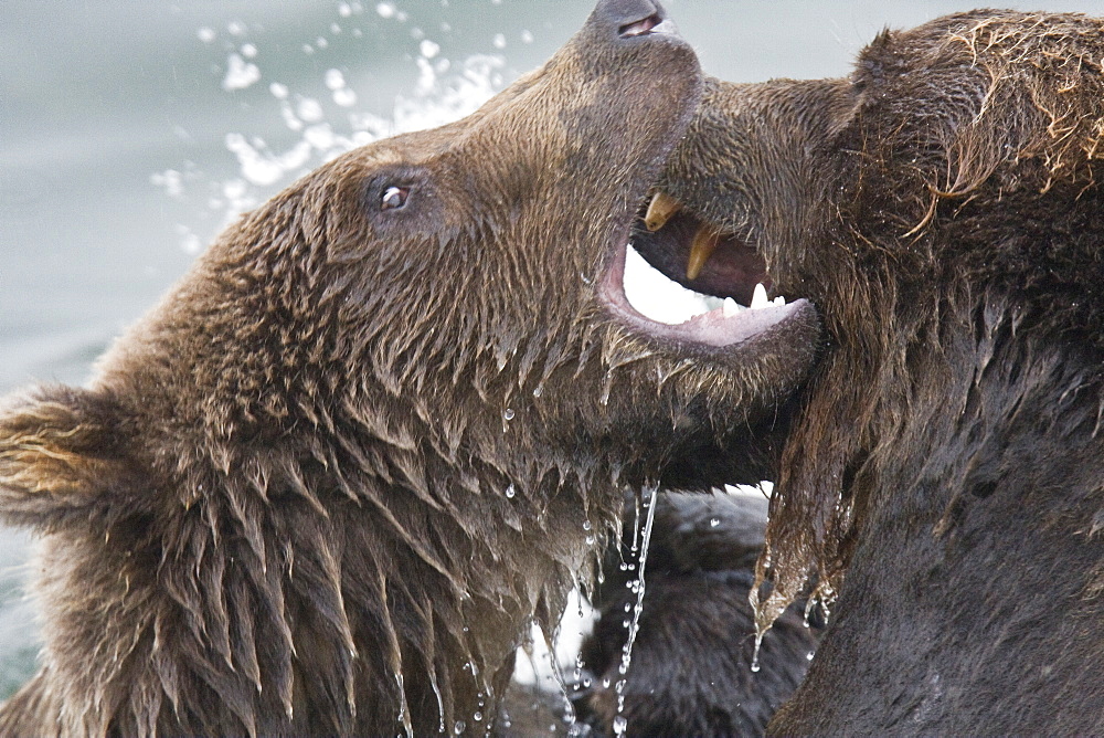 Mother brown bear sow (Ursus arctos) mock fighting with her two-year old cub at the Brooks River in Katmai National Park near Bristol Bay, Alaska, USA. Pacific Ocean