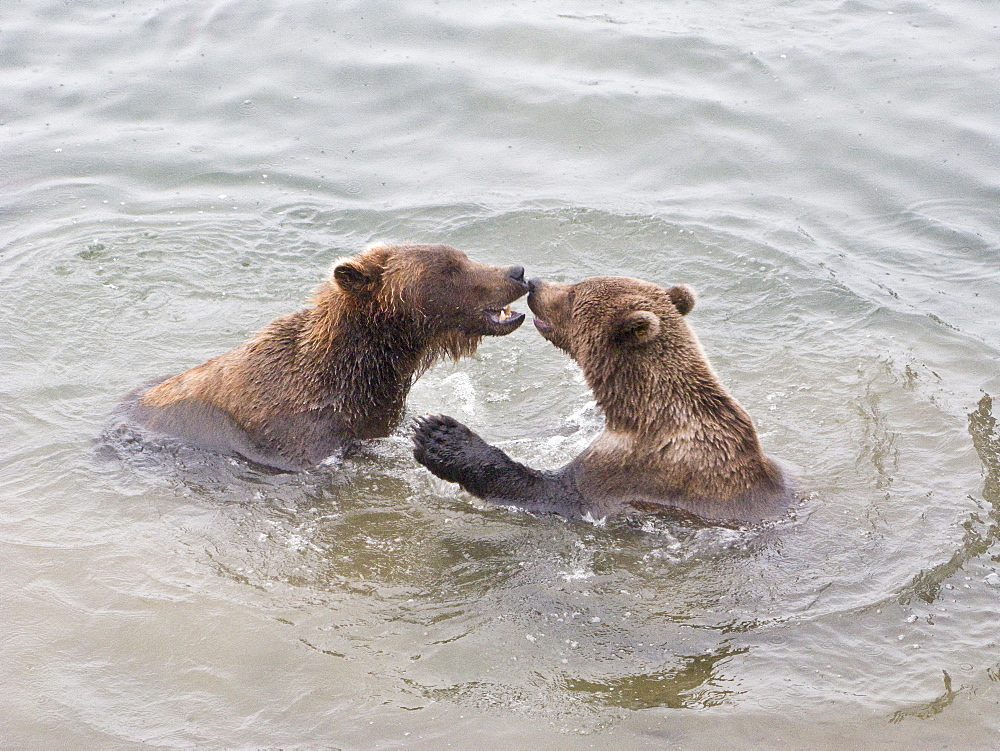 Mother brown bear sow (Ursus arctos) mock fighting with her two-year old cub at the Brooks River in Katmai National Park near Bristol Bay, Alaska, USA. Pacific Ocean