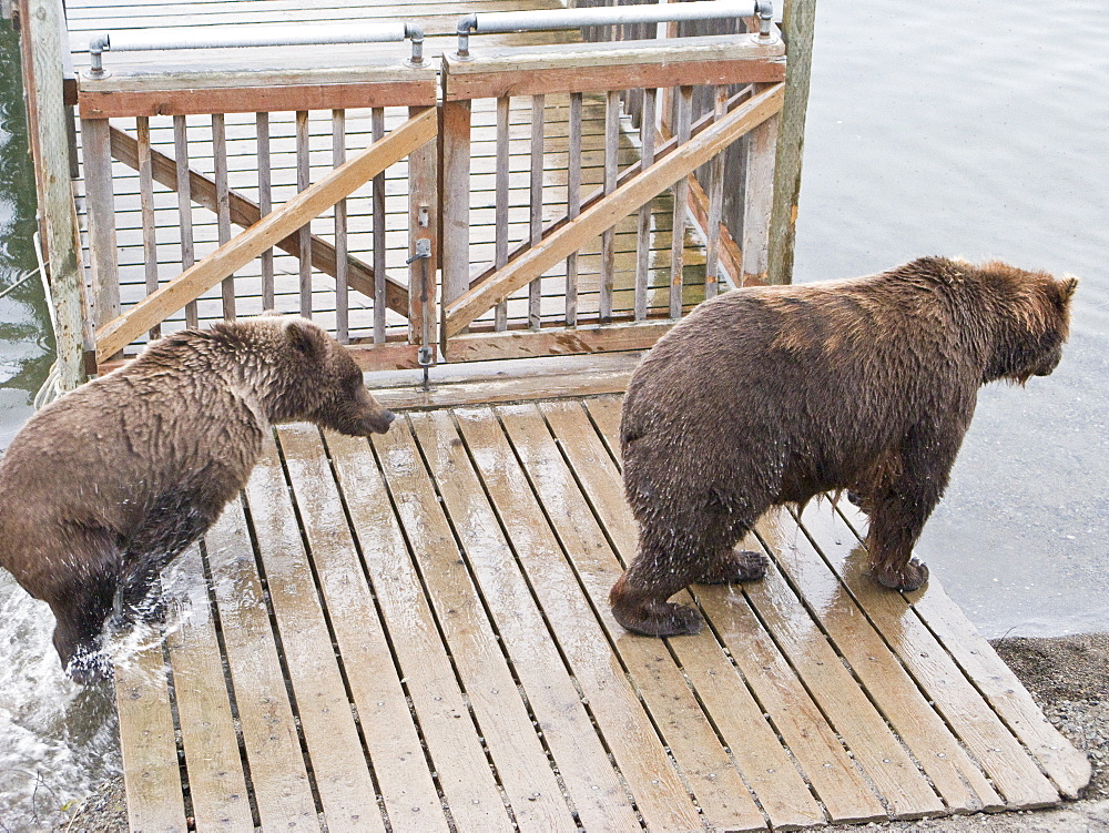 Mother brown bear sow (Ursus arctos) at the board walk with her two-year old cub at the Brooks River in Katmai National Park near Bristol Bay, Alaska, USA. Pacific Ocean