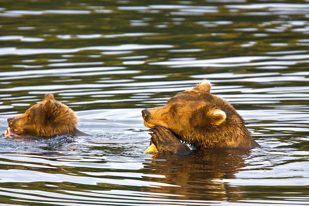 Mother brown bear sow (Ursus arctos) feeding near her two year-old cub at the Brooks River in Katmai National Park near Bristol Bay, Alaska, USA. Pacific Ocean