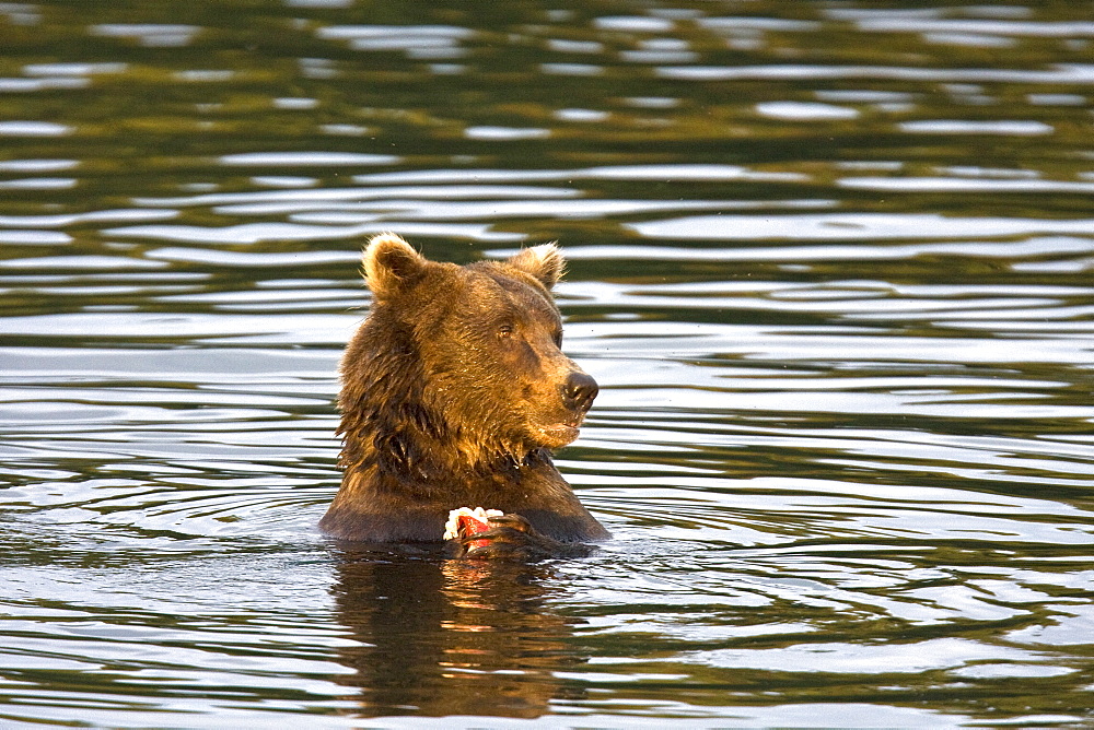 Mother brown bear sow (Ursus arctos) feeding near her two year-old cub at the Brooks River in Katmai National Park near Bristol Bay, Alaska, USA. Pacific Ocean