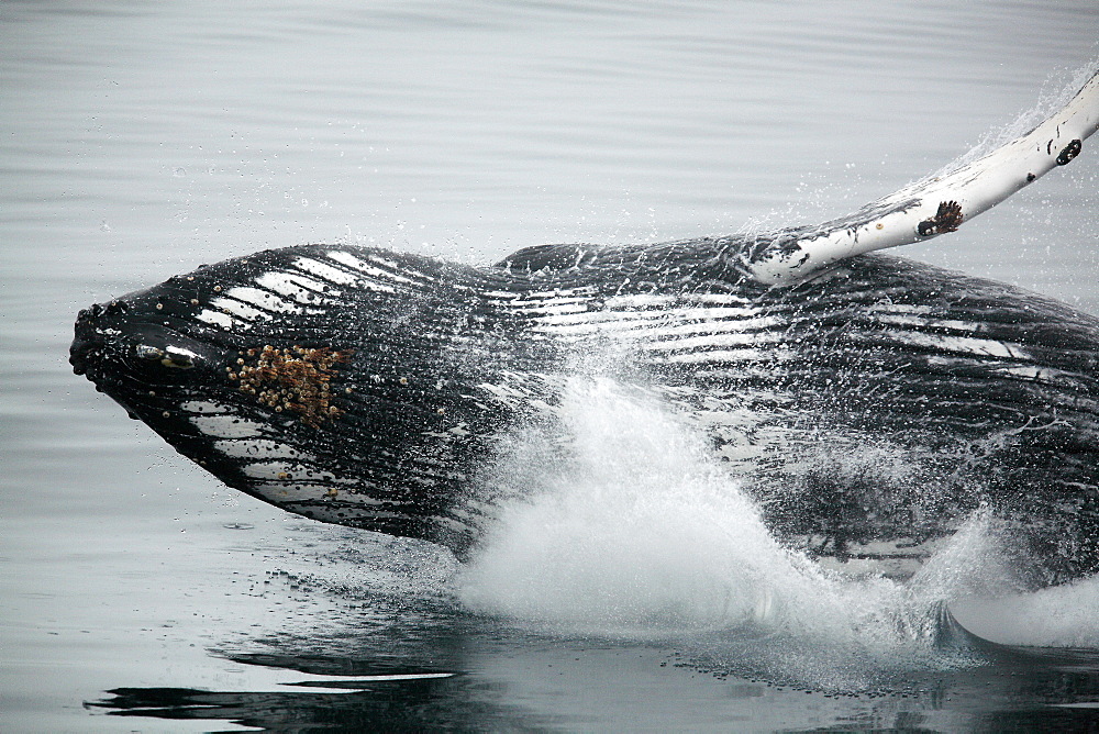 Adult humpback whale (Megaptera novaeangliae) breaching in Dallmann Bay near the Antarctic Peninsula.