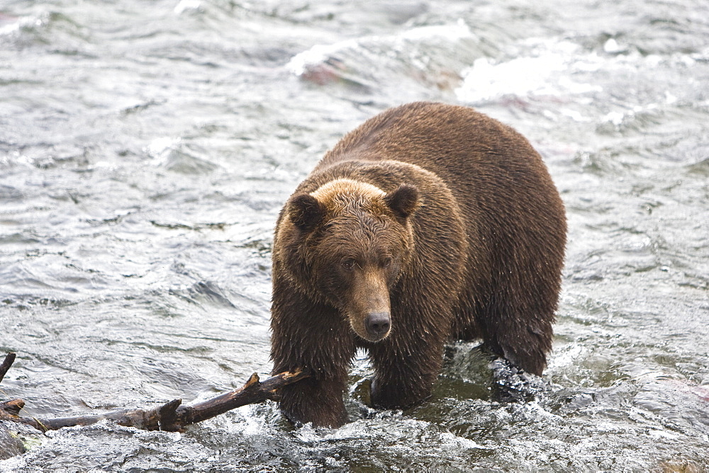 Adult brown bear (Ursus arctos) foraging for spawning sockeye salmon at the Brooks River in Katmai National Park near Bristol Bay, Alaska, USA. Pacific Ocean