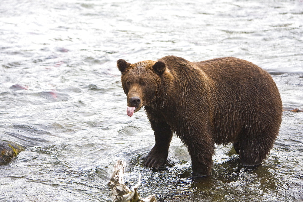 Adult brown bear (Ursus arctos) foraging for spawning sockeye salmon at the Brooks River in Katmai National Park near Bristol Bay, Alaska, USA. Pacific Ocean