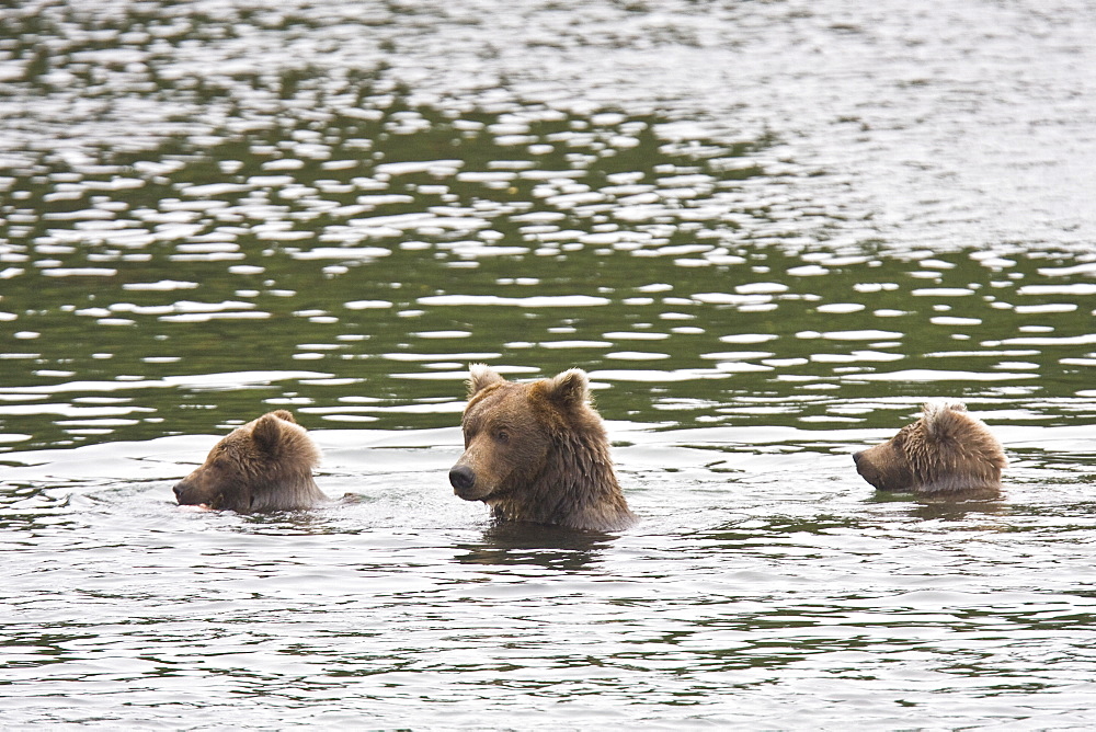 Mother brown bear (Ursus arctos) with two cubs foraging for sockeye salmon at the Brooks River in Katmai National Park near Bristol Bay, Alaska, USA. Pacific Ocean