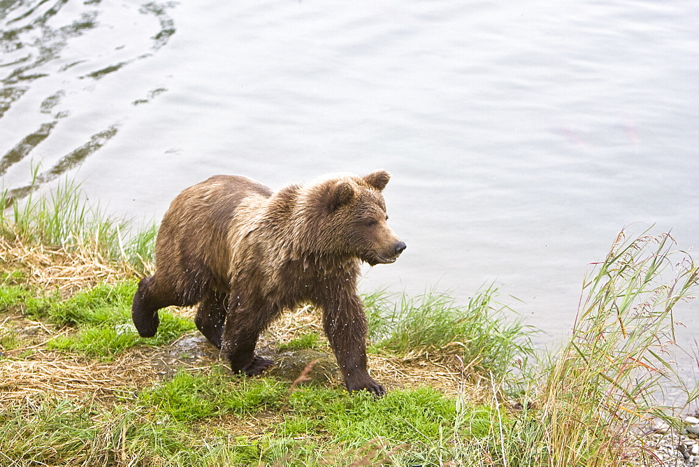 Mother brown bear (Ursus arctos) foraging for sockeye salmon with two year-old cub at the Brooks River in Katmai National Park near Bristol Bay, Alaska, USA. Pacific Ocean