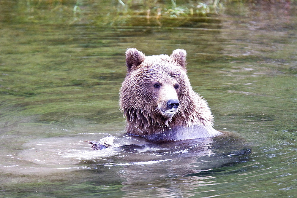 Mother brown bear (Ursus arctos) foraging for sockeye salmon with two year-old cub at the Brooks River in Katmai National Park near Bristol Bay, Alaska, USA. Pacific Ocean