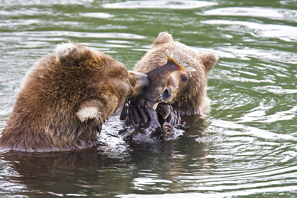 Mother brown bear (Ursus arctos) foraging for sockeye salmon with two year-old cub at the Brooks River in Katmai National Park near Bristol Bay, Alaska, USA. Pacific Ocean